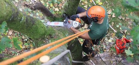 cardiff tree surgeon